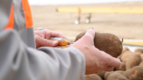 A person in an orange vest holding a potato